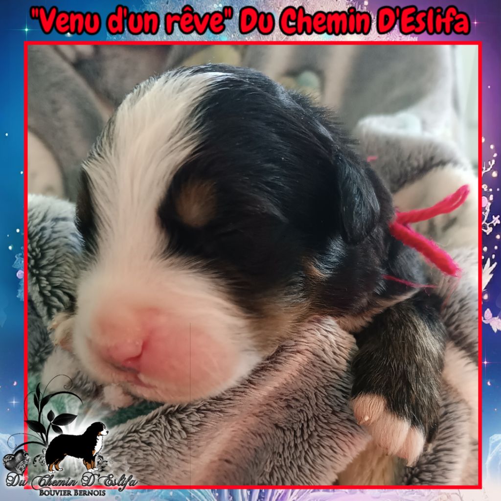 Du Chemin d'Eslifa - Chiot disponible  - Bouvier Bernois