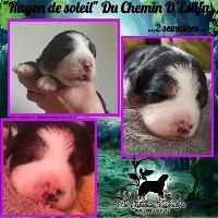 CHIOT