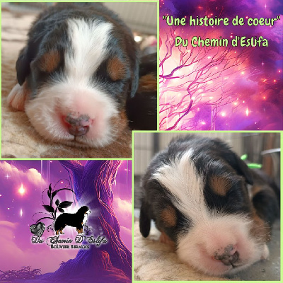CHIOT collier anis 