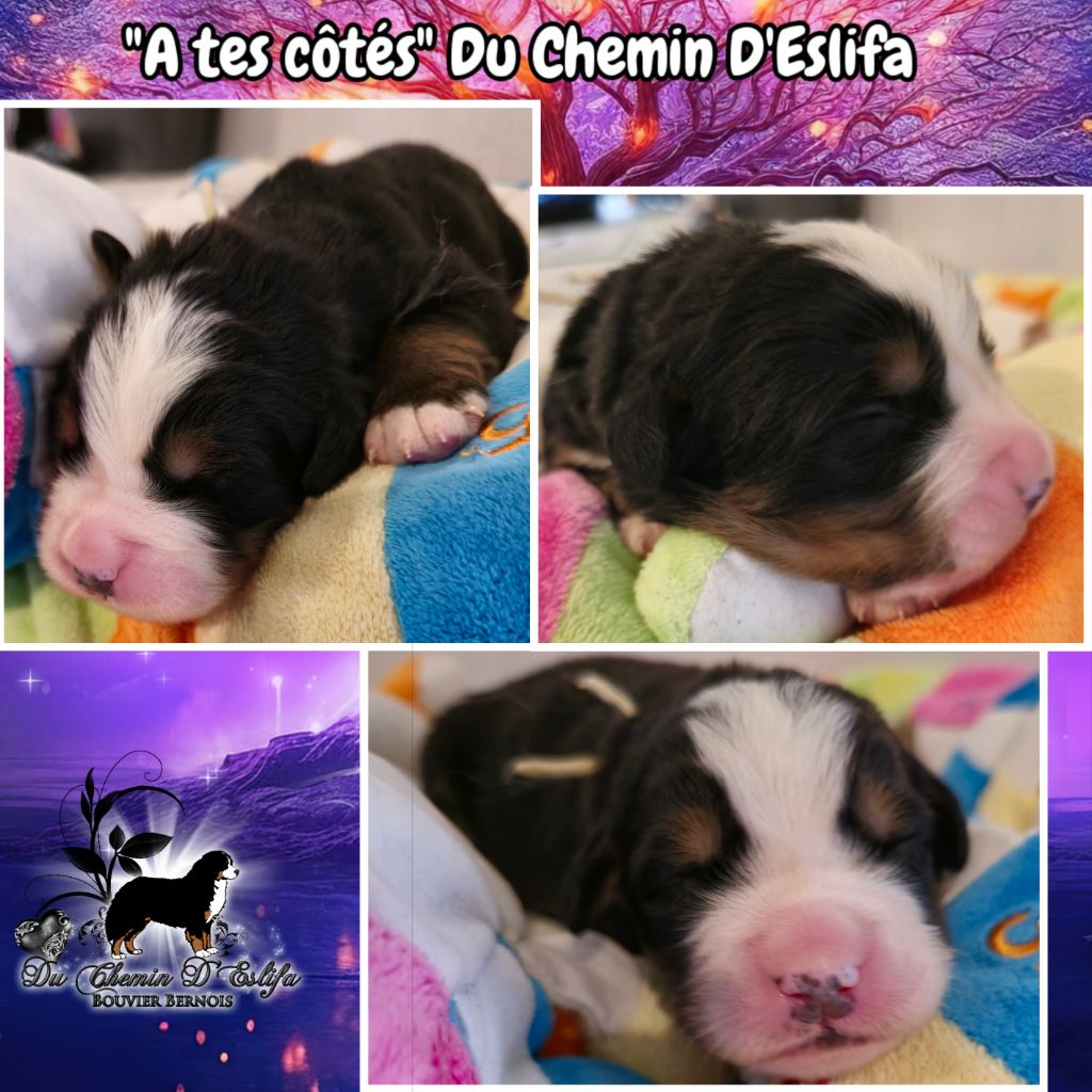 Du Chemin d'Eslifa - Chiot disponible  - Bouvier Bernois