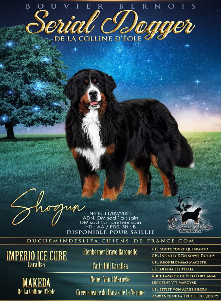 Serial dogger (dit shogun) De La Colline D'Eole