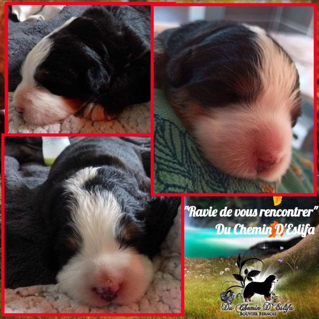 Du Chemin d'Eslifa - Bouvier Bernois - Portée née le 08/12/2020