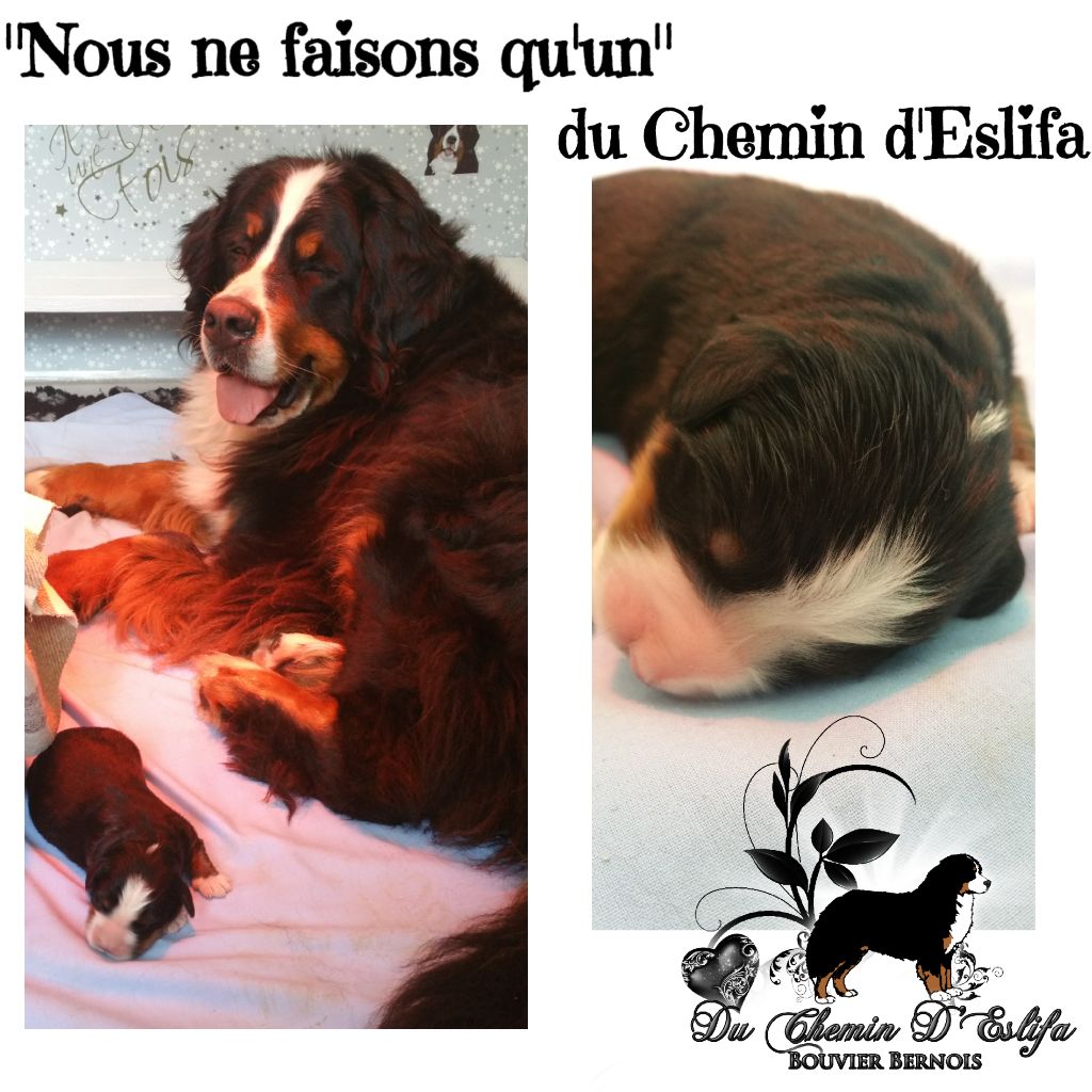 Du Chemin d'Eslifa - Bouvier Bernois - Portée née le 10/09/2017