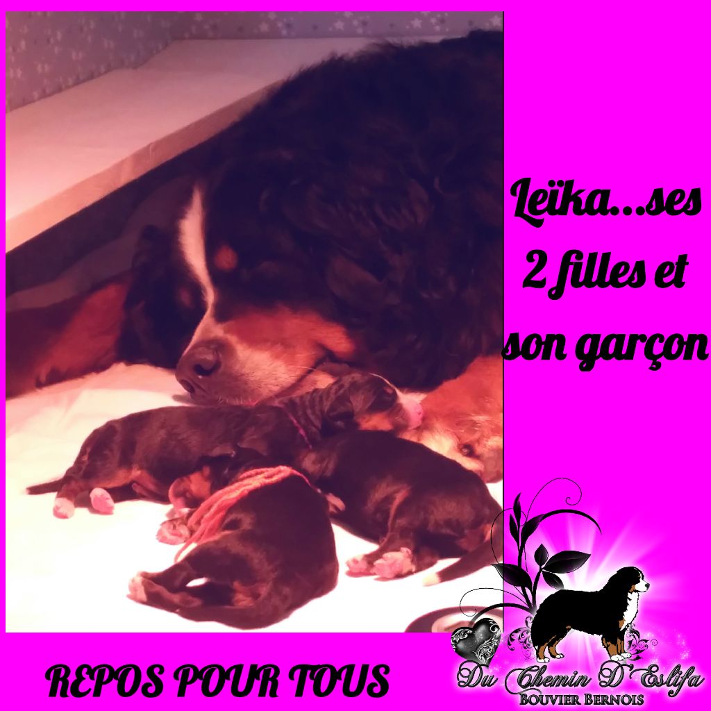 Chiot Bouvier Bernois Du Chemin d'Eslifa